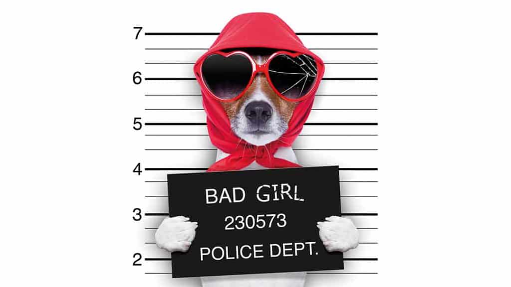 copyright en boetes - bad girl